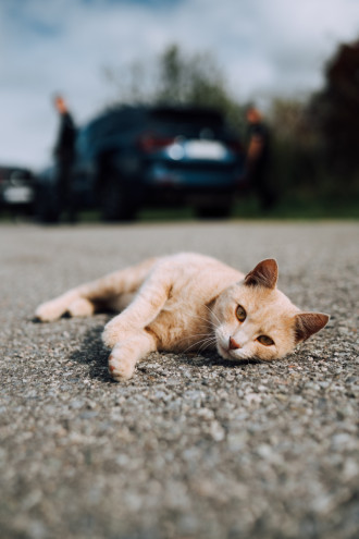 Pure Drive Experience 2024